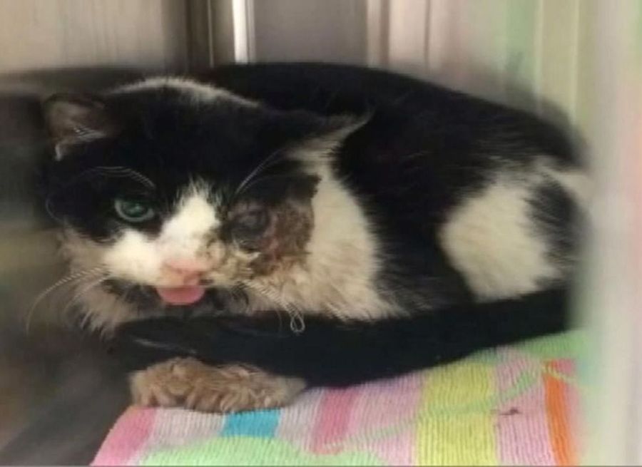 возвращение зомбикота, зомбикот Барт, кот вернулся спустя 5 дней как его похоронили, кот вернулся домой через 5 дней после того как был похоронен