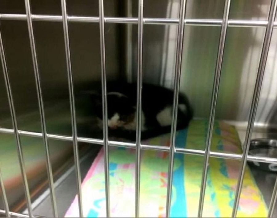 возвращение зомбикота, зомбикот Барт, кот вернулся спустя 5 дней как его похоронили, кот вернулся домой через 5 дней после того как был похоронен