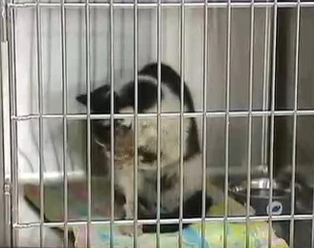 возвращение зомбикота, зомбикот Барт, кот вернулся спустя 5 дней как его похоронили, кот вернулся домой через 5 дней после того как был похоронен