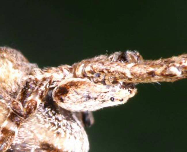 пауки-улобороды, паук душит свою жертву, паук душит добычу паутиной, паук hackled orb