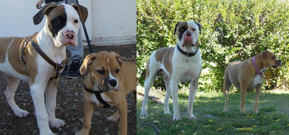 собаки тогда и сейчас, щенки после того как выросли, собаки выросли