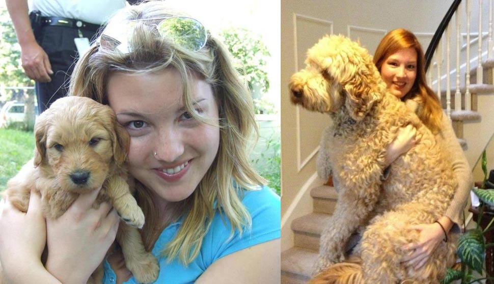 собаки тогда и сейчас, щенки после того как выросли, собаки выросли