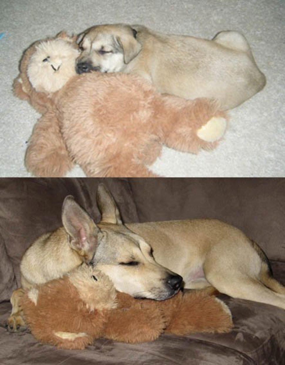 собаки тогда и сейчас, щенки после того как выросли, собаки выросли