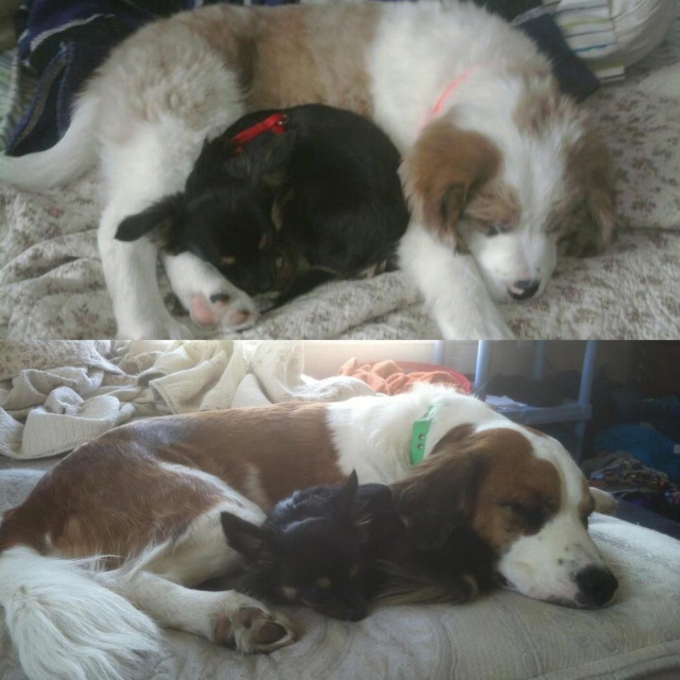 собаки тогда и сейчас, щенки после того как выросли, собаки выросли