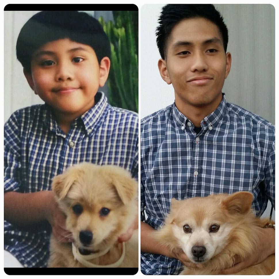 собаки тогда и сейчас, щенки после того как выросли, собаки выросли