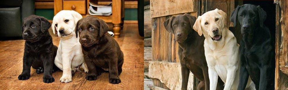 собаки тогда и сейчас, щенки после того как выросли, собаки выросли