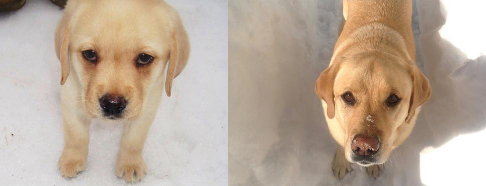 собаки тогда и сейчас, щенки после того как выросли, собаки выросли