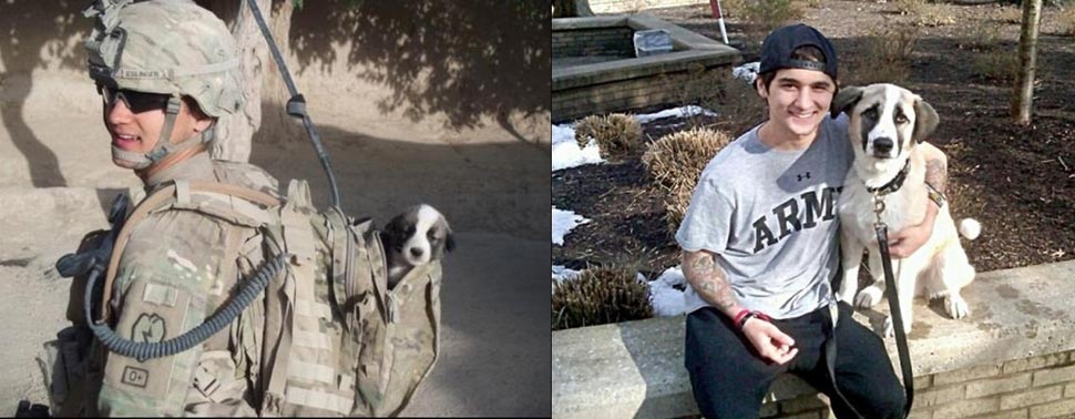 собаки тогда и сейчас, щенки после того как выросли, собаки выросли