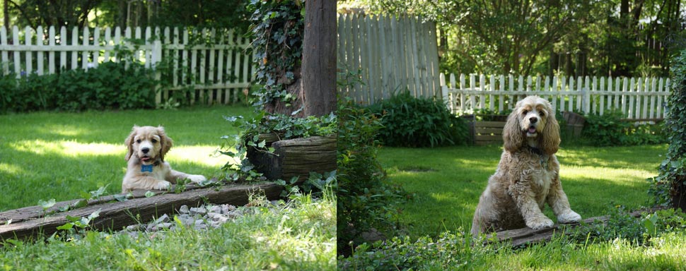 собаки тогда и сейчас, щенки после того как выросли, собаки выросли