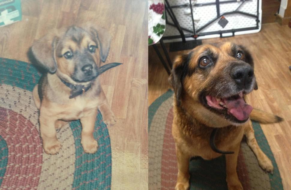 собаки тогда и сейчас, щенки после того как выросли, собаки выросли