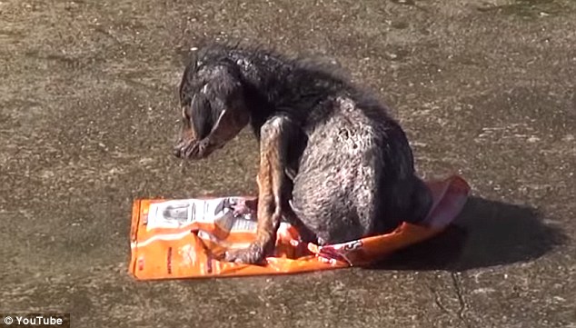 Доброта спасёт мир: невероятная история спасения щенка, оставшегося без лапы Jordan dog, спасение щенка Джордана, щенку отрезали лапу и сбросили с моста, спасение щенка, Hope For Paws