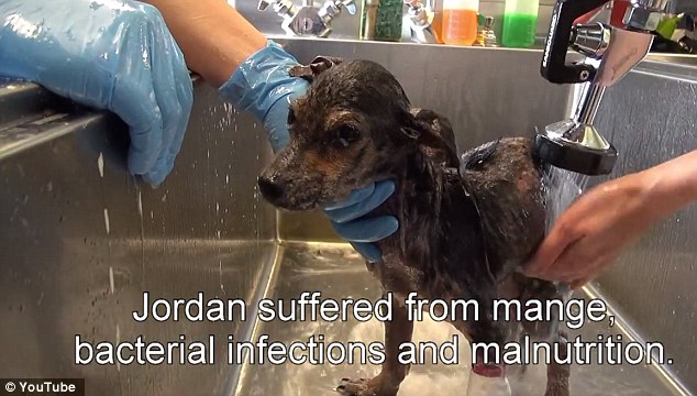 Доброта спасёт мир: невероятная история спасения щенка, оставшегося без лапы Jordan dog, спасение щенка Джордана, щенку отрезали лапу и сбросили с моста, спасение щенка, Hope For Paws