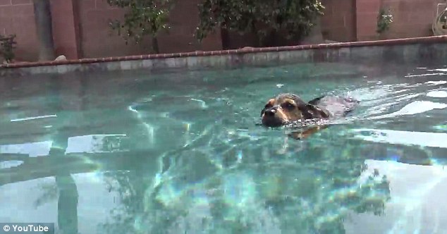 Доброта спасёт мир: невероятная история спасения щенка, оставшегося без лапы Jordan dog, спасение щенка Джордана, щенку отрезали лапу и сбросили с моста, спасение щенка, Hope For Paws