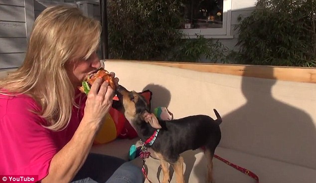 Доброта спасёт мир: невероятная история спасения щенка, оставшегося без лапы Jordan dog, спасение щенка Джордана, щенку отрезали лапу и сбросили с моста, спасение щенка, Hope For Paws