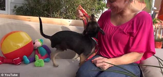 Доброта спасёт мир: невероятная история спасения щенка, оставшегося без лапы Jordan dog, спасение щенка Джордана, щенку отрезали лапу и сбросили с моста, спасение щенка, Hope For Paws