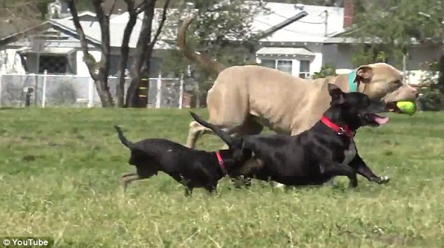 Доброта спасёт мир: невероятная история спасения щенка, оставшегося без лапы Jordan dog, спасение щенка Джордана, щенку отрезали лапу и сбросили с моста, спасение щенка, Hope For Paws
