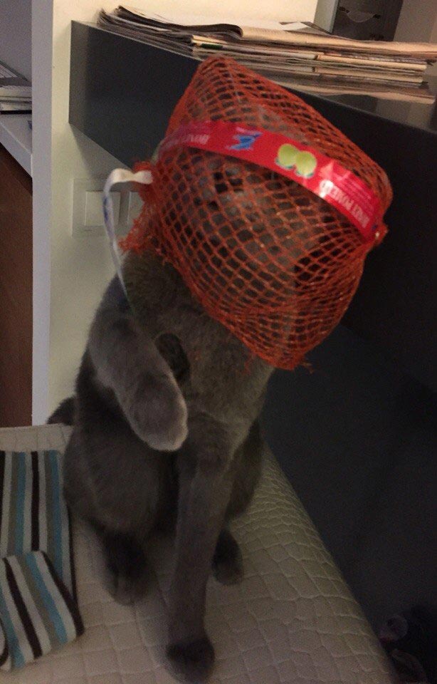 это я, животные в которых каждый узнает себя, животные как люди