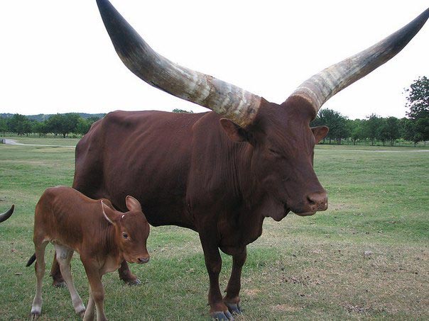 это я, животные в которых каждый узнает себя, животные как люди