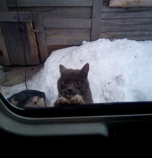 это я, животные в которых каждый узнает себя, животные как люди