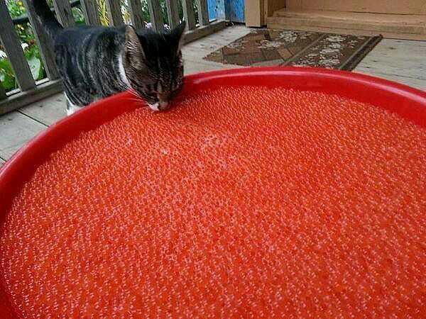 это я, животные в которых каждый узнает себя, животные как люди