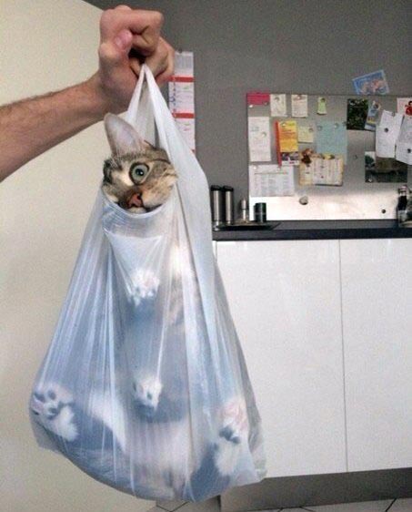 это я, животные в которых каждый узнает себя, животные как люди