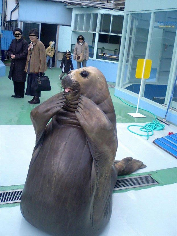 это я, животные в которых каждый узнает себя, животные как люди