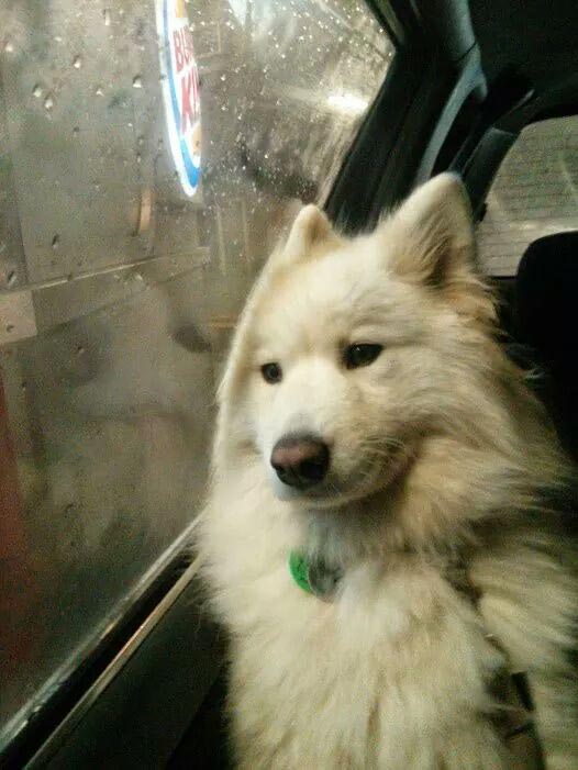 это я, животные в которых каждый узнает себя, животные как люди