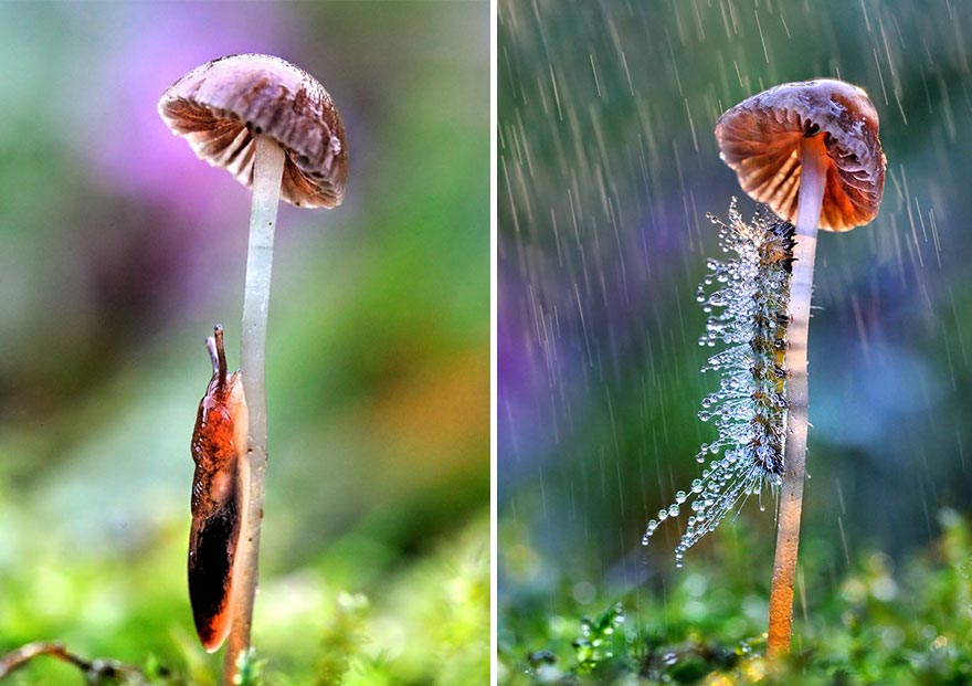 Фото животные под дождем