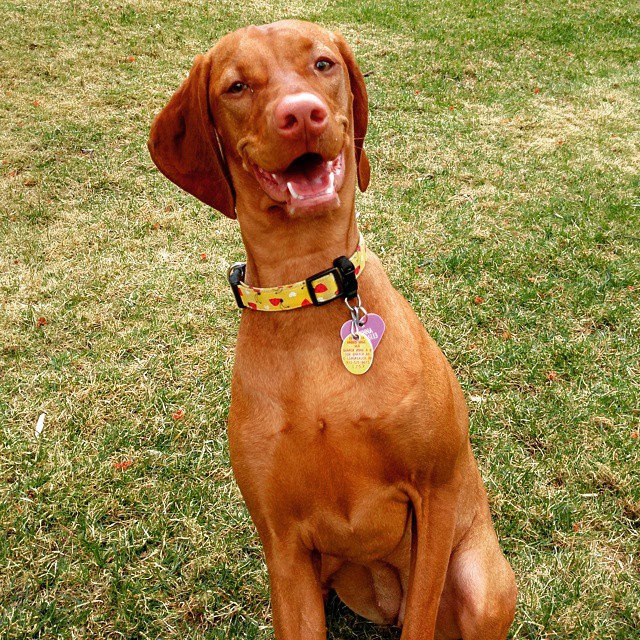 собака улыбака, собаки улыбаются, смешные собаки