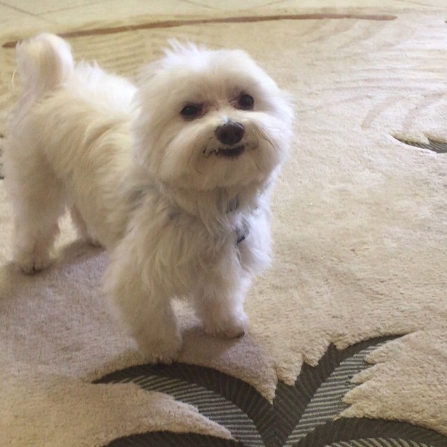 собака улыбака, собаки улыбаются, смешные собаки