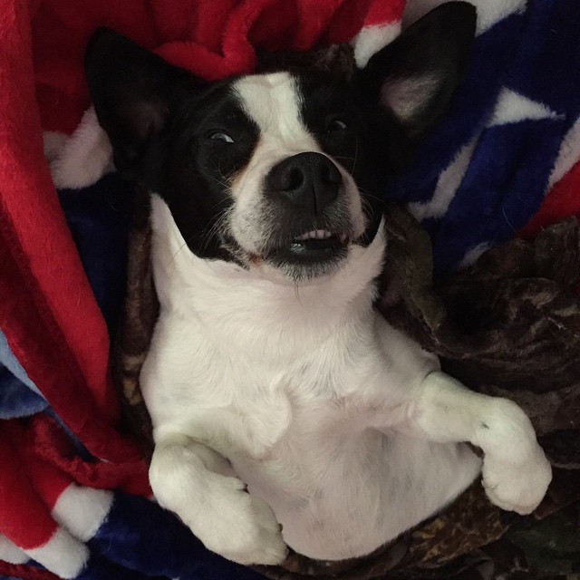 собака улыбака, собаки улыбаются, смешные собаки