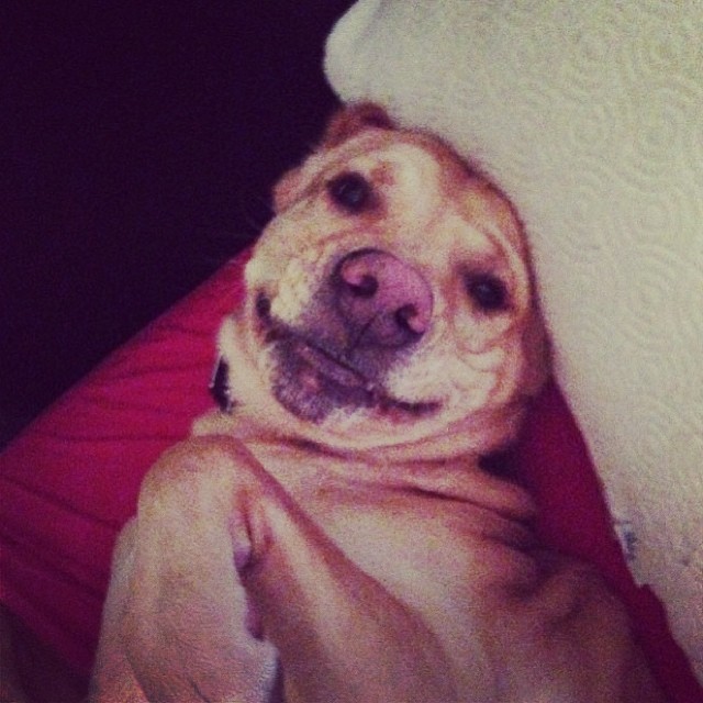 собака улыбака, собаки улыбаются, смешные собаки