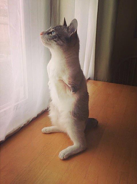 Ру - очаровательный кот-инвалид, родившийся без передних лап, который завоевал Instagram кот инвалид Ру, котенок Ру, Ру кот без передних лап, кот без передних лап