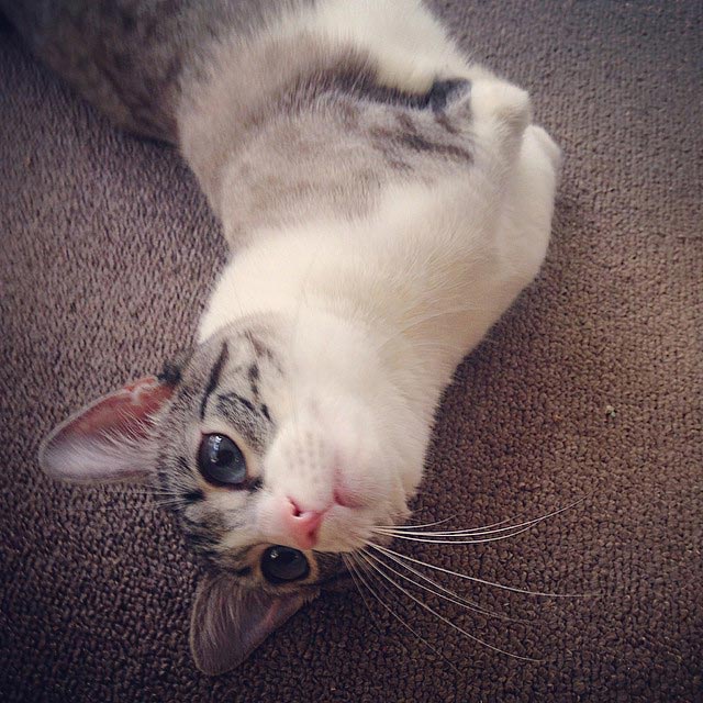 Ру - очаровательный кот-инвалид, родившийся без передних лап, который завоевал Instagram кот инвалид Ру, котенок Ру, Ру кот без передних лап, кот без передних лап