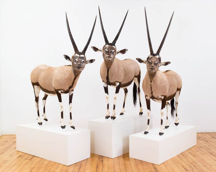 Человеческая таксидермия: странные чучела животных с человеческими лицами чучела животных с лицами людей, человеческая таксидермия, животные с лицами людей