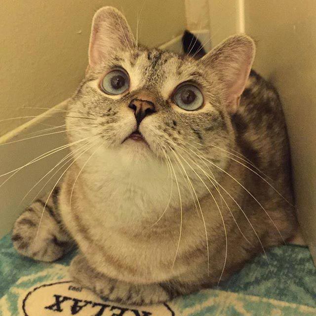 nala cat, кошка Нала, самая популярная кошка инстаграма 