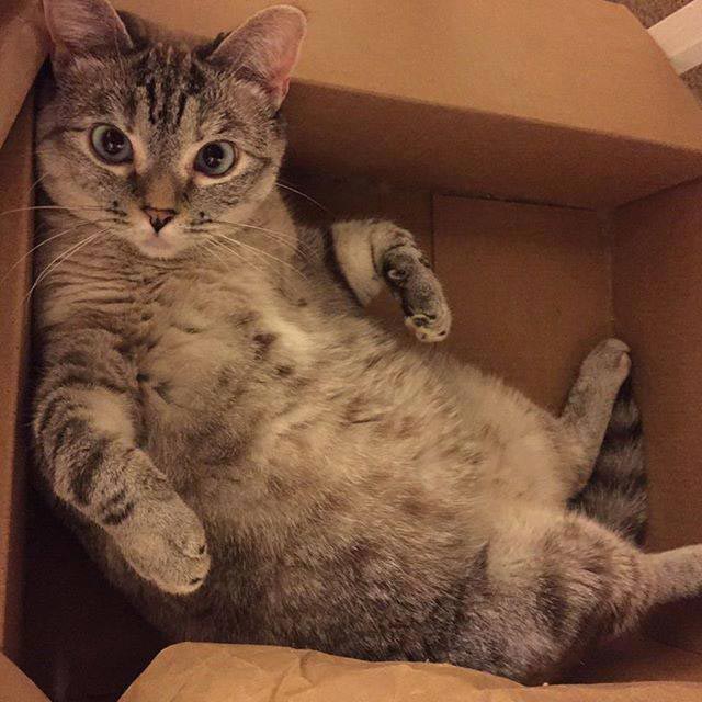 nala cat, кошка Нала, самая популярная кошка инстаграма 