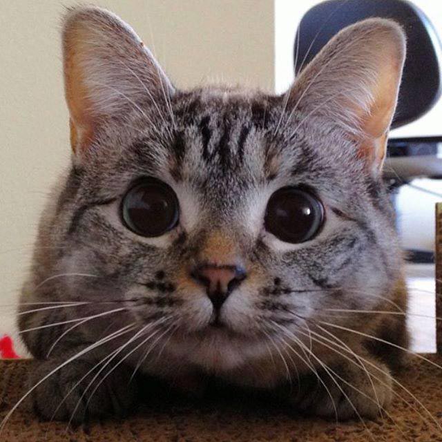 nala cat, кошка Нала, самая популярная кошка инстаграма 