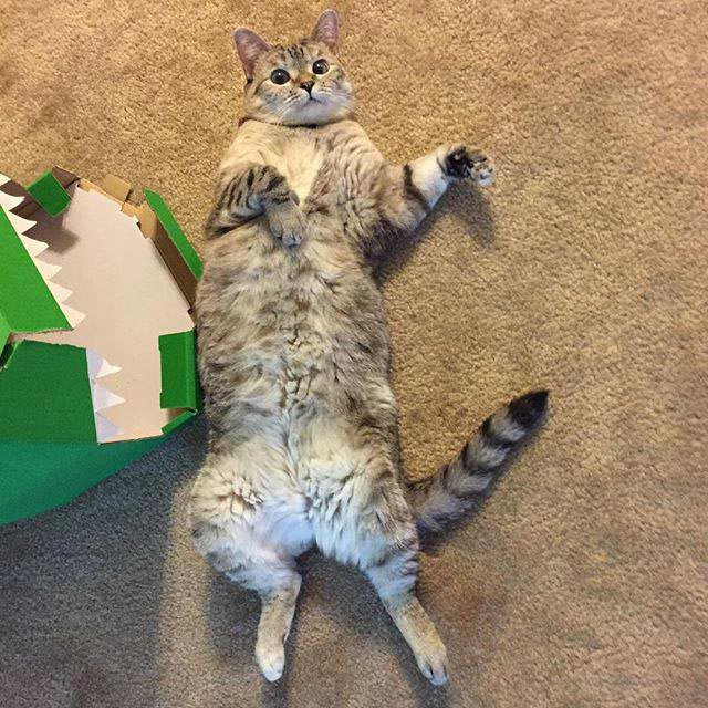 nala cat, кошка Нала, самая популярная кошка инстаграма 