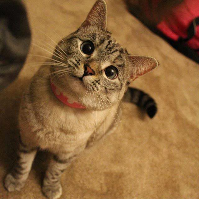nala cat, кошка Нала, самая популярная кошка инстаграма 