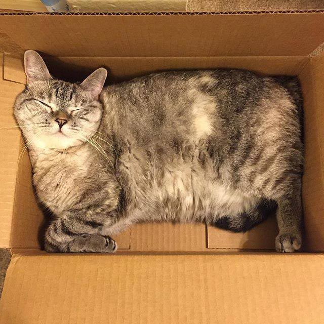 nala cat, кошка Нала, самая популярная кошка инстаграма 