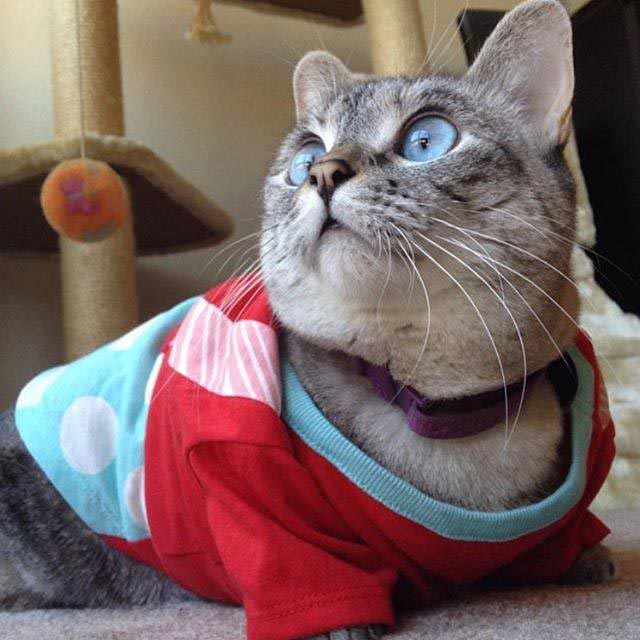 nala cat, кошка Нала, самая популярная кошка инстаграма 