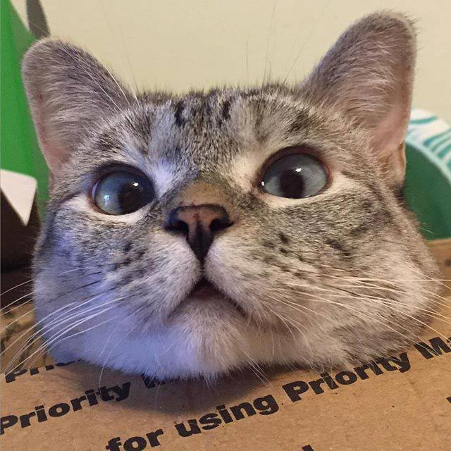 nala cat, кошка Нала, самая популярная кошка инстаграма 