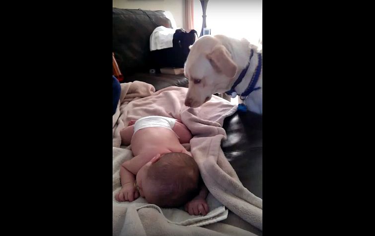 собака укрывает одеялом ребенка, собака укрывает одеялом ребенка, собака укрывает одеялом ребенка носом