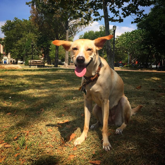 20 счастливых собак, которые на самом деле умеют улыбаться собаки-улыбаки, собаки умеют улыбаться