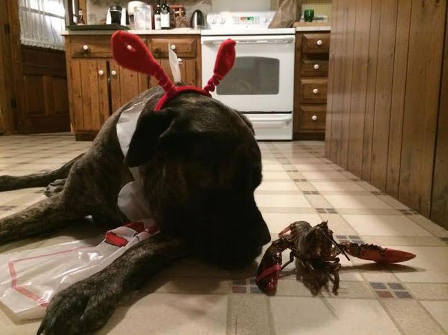 списко желаний умирающей собаки, хозяйка составила список желаний для умирающей собаки, мастиф Жизель, рак кости у собаки