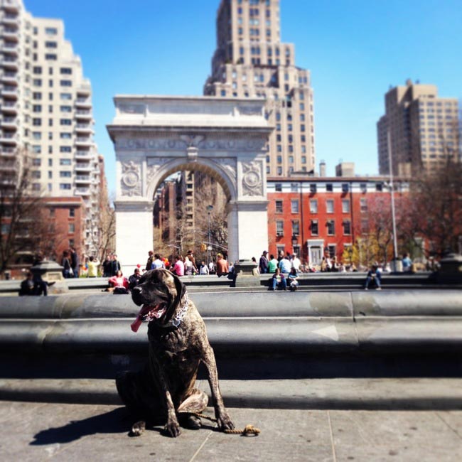 списко желаний умирающей собаки, хозяйка составила список желаний для умирающей собаки, мастиф Жизель, рак кости у собаки