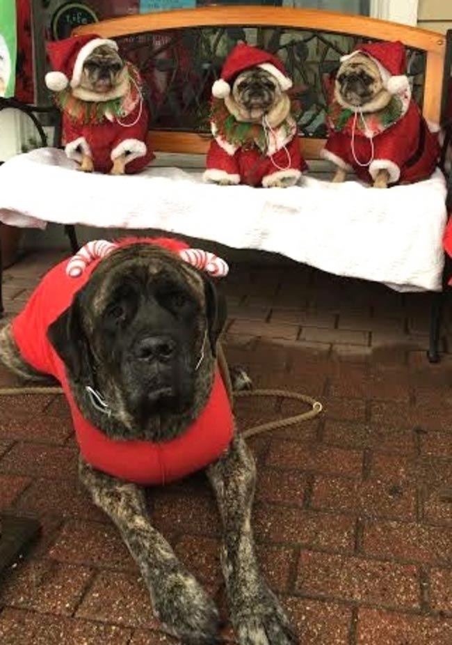 списко желаний умирающей собаки, хозяйка составила список желаний для умирающей собаки, мастиф Жизель, рак кости у собаки