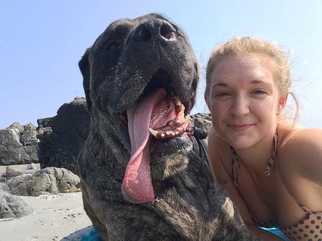 списко желаний умирающей собаки, хозяйка составила список желаний для умирающей собаки, мастиф Жизель, рак кости у собаки