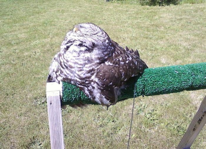 сова начала таять, сова растаяла, сова растаяла как мороженое